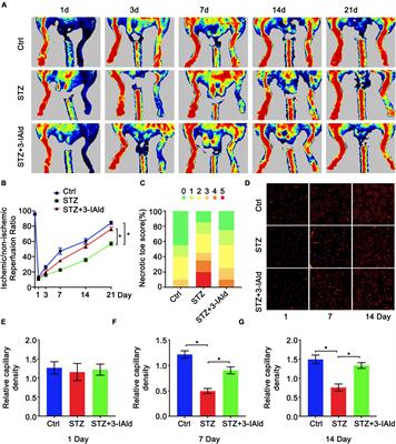A Tryptophan Metabolite of the Microbiota Improves Neovascularization in Diabetic Limb Ischemia